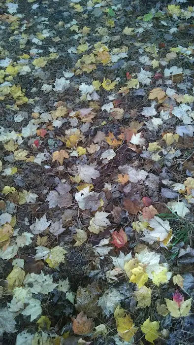 Willow Reservoir Campsite 5 Picture 2