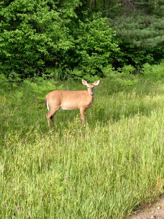 Summer Ridge RV Park Picture 9