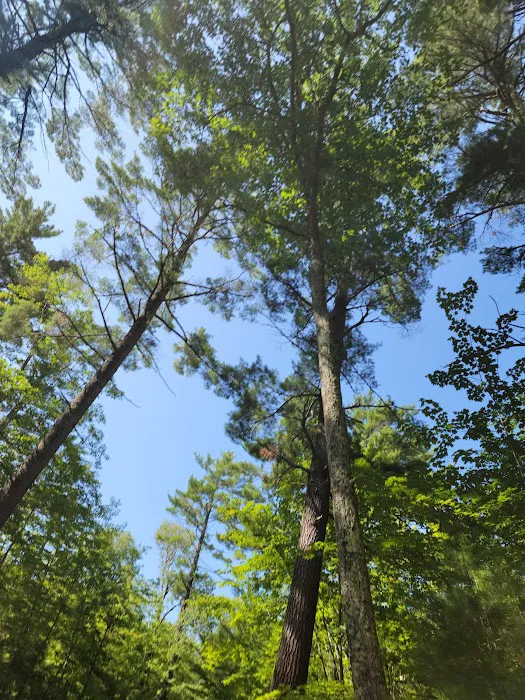 Laurel Lake Campground Picture 8