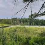 Laurel Lake Campground