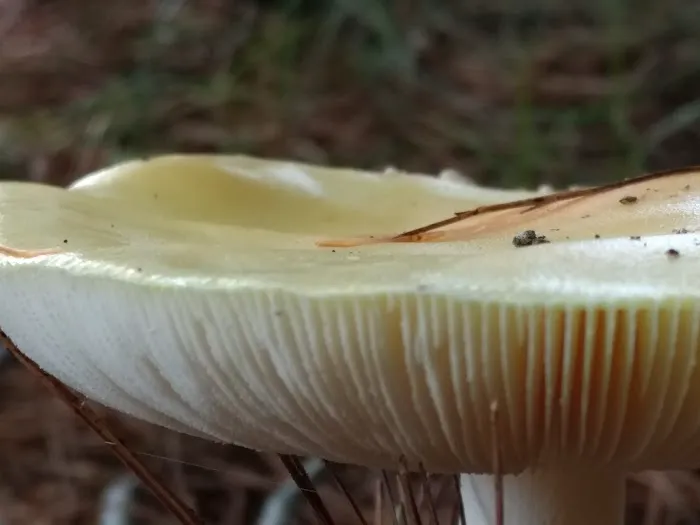 Laurel Lake Campground Picture 9