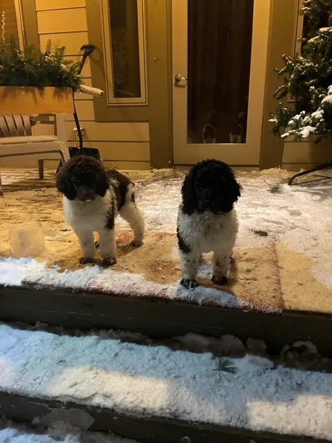 Bur’s Black Bear Bungalow Picture 1