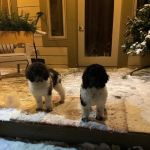 Bur’s Black Bear Bungalow