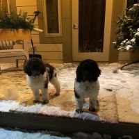 Bur’s Black Bear Bungalow ico