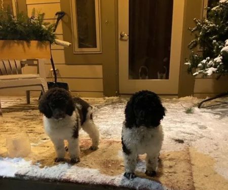 Bur’s Black Bear Bungalow