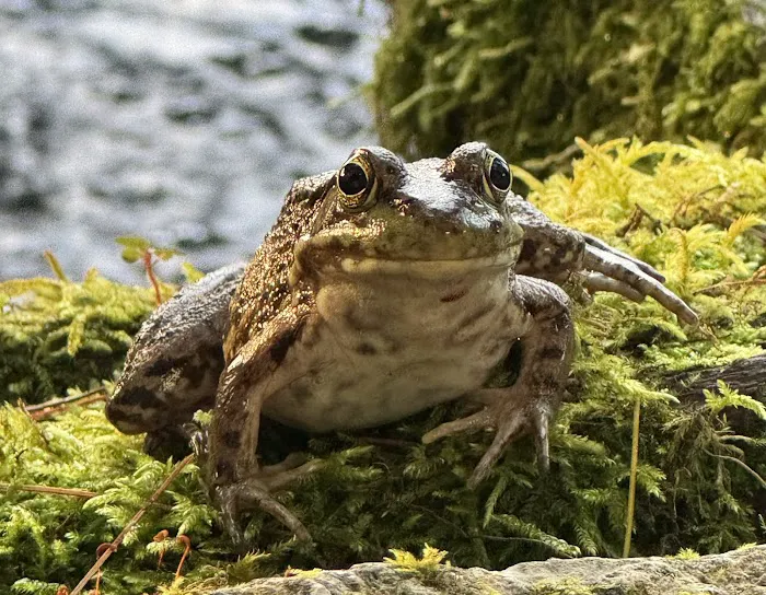 Lynn Ann's Campground Picture 11