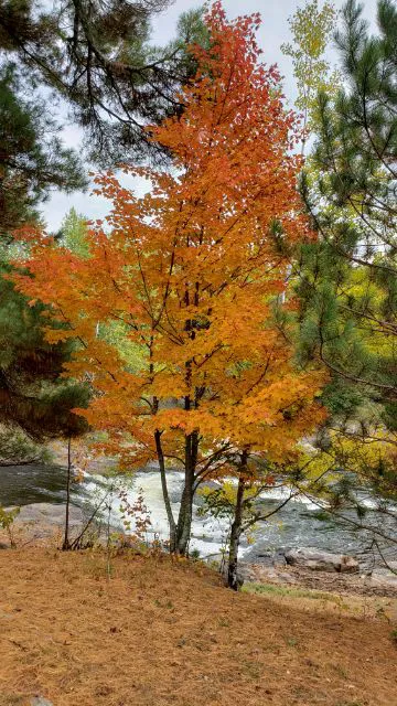 Cedar Falls Campground Picture 6