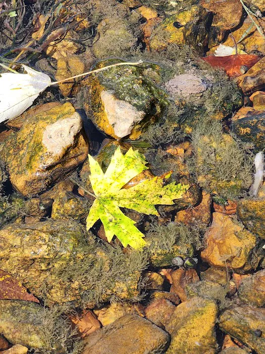 4-J Big Piney Horse Camp Picture 6