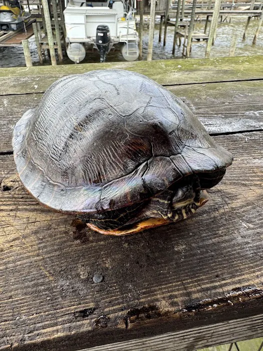 The Duckling Picture 9