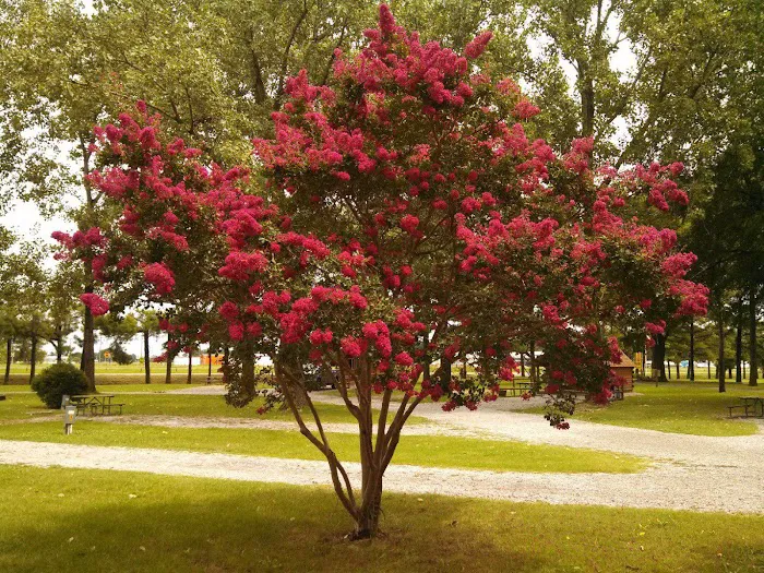 Memphis KOA Journey Picture 10
