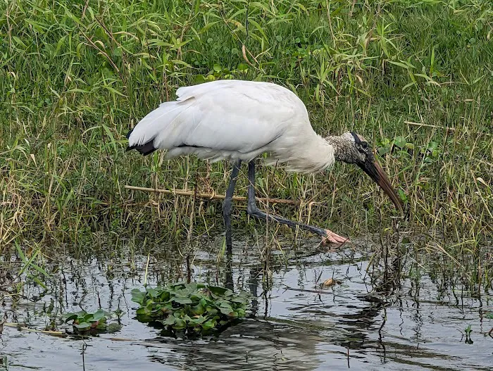 Lake Toho Fish Camp Picture 2