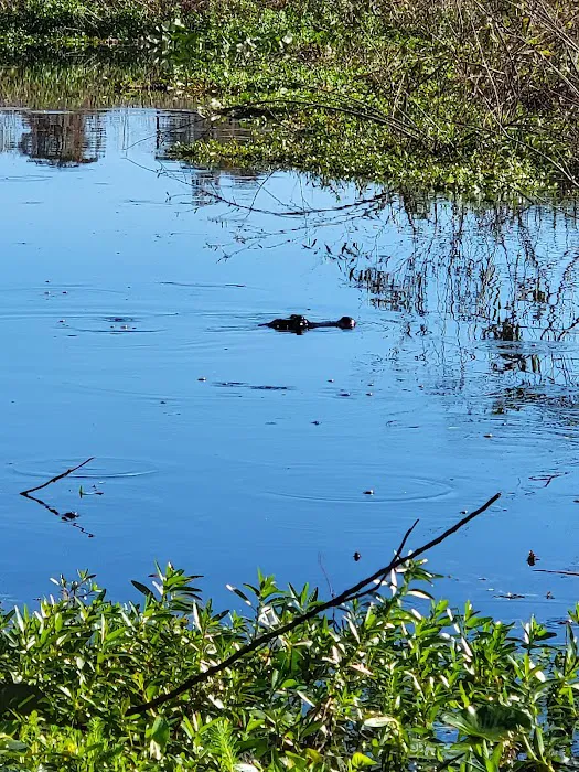 Lake Toho Fish Camp Picture 10
