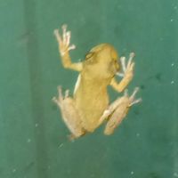 Moose lodge campground ico