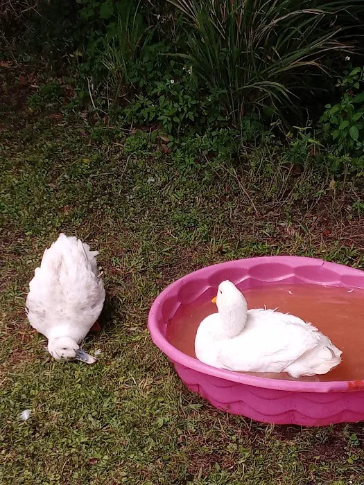 Gator Creek Campground Picture 7