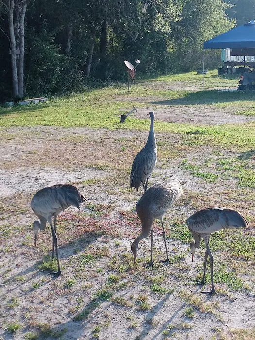 Gator Creek Campground Picture 1