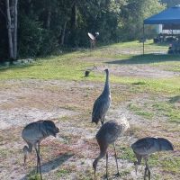Gator Creek Campground ico