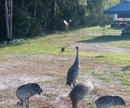 Gator Creek Campground