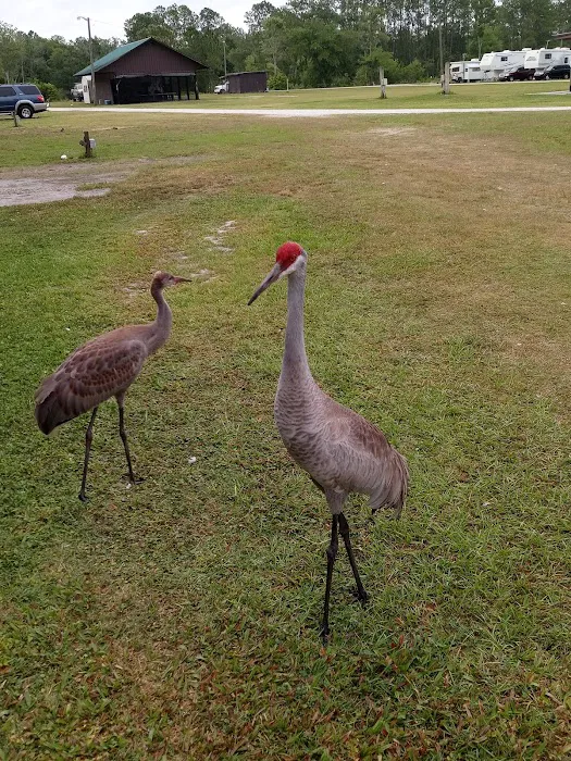 Gator Creek Campground Picture 6