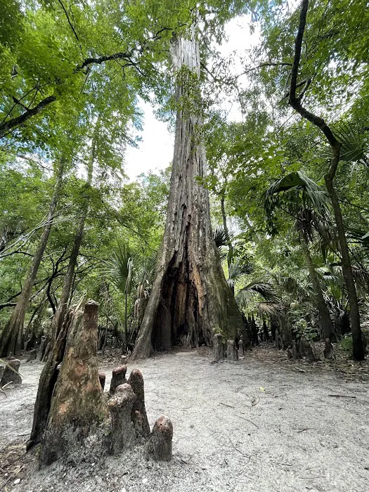 Hillsborough River State Park Campground Picture 9