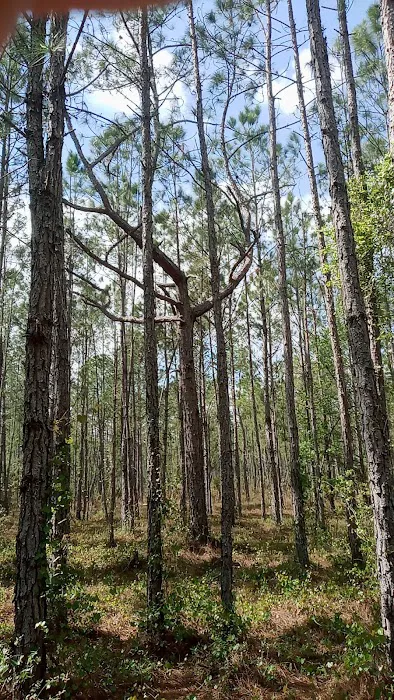 Oakridge Equestrian Campground Picture 1
