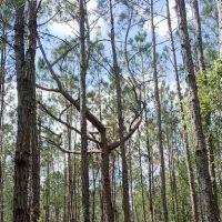 Oakridge Equestrian Campground ico