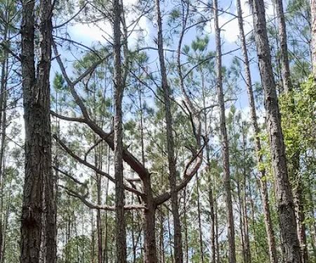 Oakridge Equestrian Campground