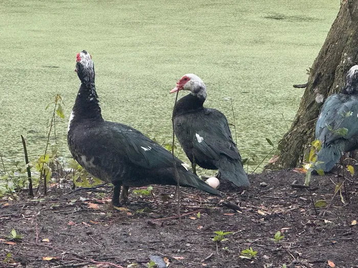 Myrtle Oaks Campground Picture 1