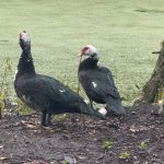 Myrtle Oaks Campground
