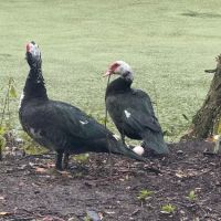 Myrtle Oaks Campground ico