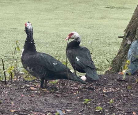 Myrtle Oaks Campground