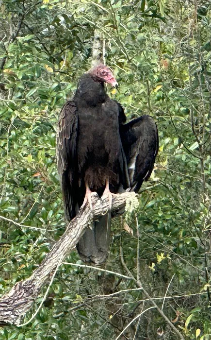 Myrtle Oaks Campground Picture 2