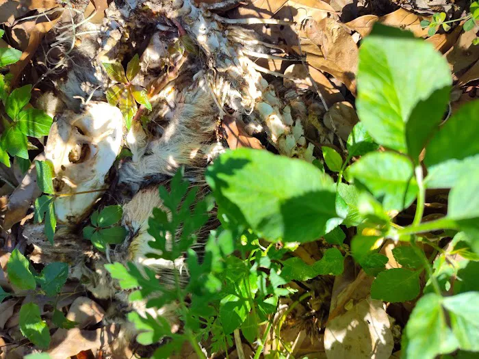 Lazy Dazy Retreat Picture 1