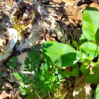 Lazy Dazy Retreat ico