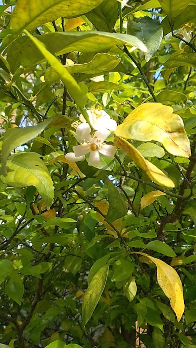 Lazy Dazy Retreat Picture 8