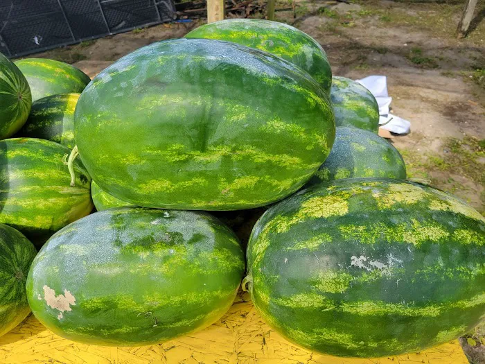 Lazy Dazy Retreat Picture 2