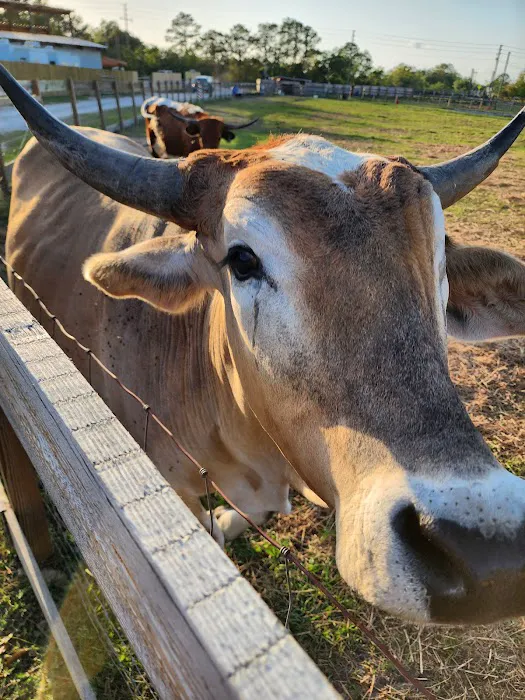 Wilderness Shores Ranch & Campground Picture 5