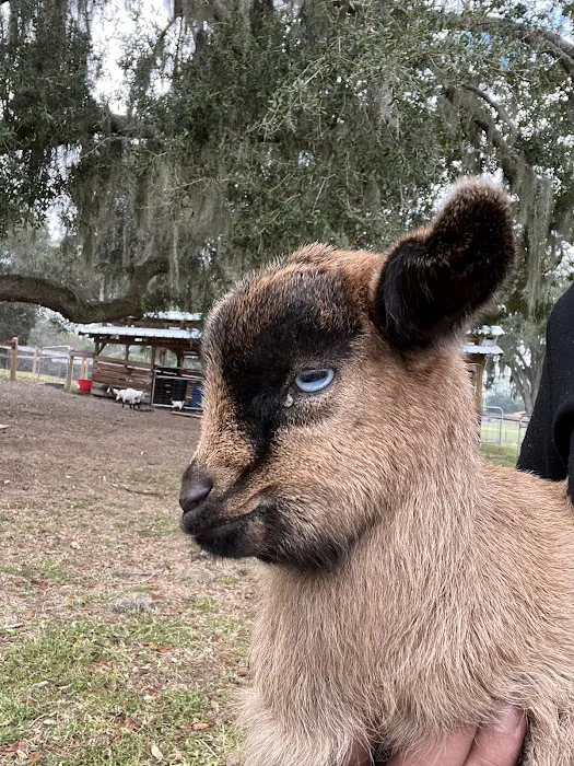 Wilderness Shores Ranch & Campground Picture 7