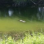 Saddle Creek Campground