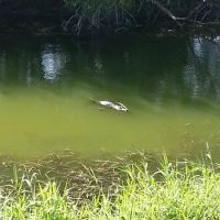 Saddle Creek Campground ico