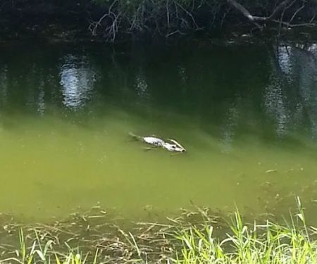 Saddle Creek Campground