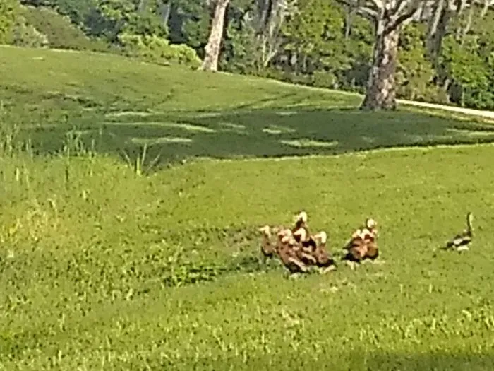 Saddle Creek Campground Picture 7