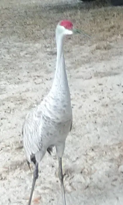 Saddle Creek Campground Picture 6