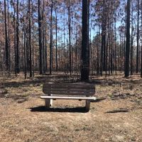 Bear Lake Camp Ground ico