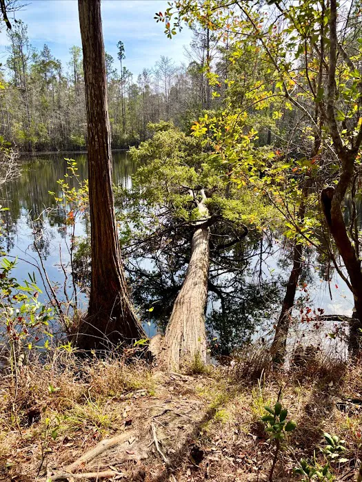 Blackwater River State Park Campground Picture 5
