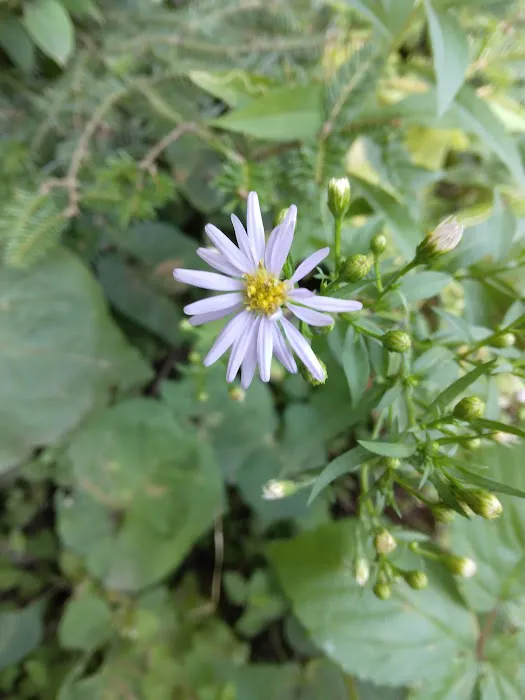 Moose Rapids Campground Picture 5