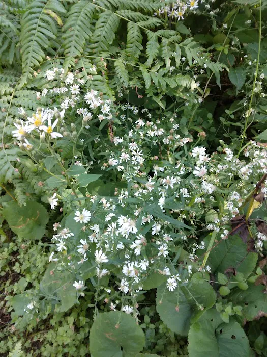 Moose Rapids Campground Picture 8