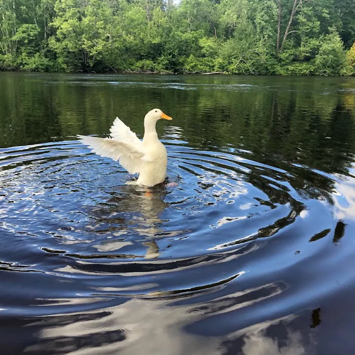 Rivers Bend RV Resort & Campground Picture 2