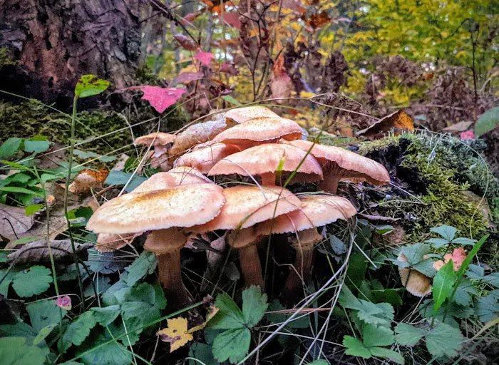 Glidden Lake State Forest Campground Picture 8