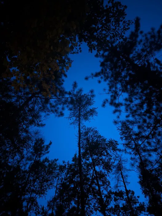 Morgan Lake Campground Picture 6