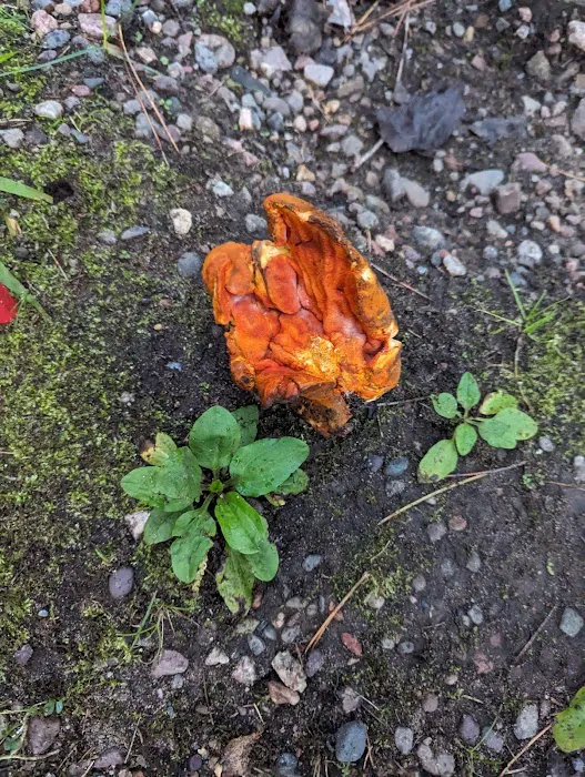 Morgan Lake Campground Picture 8